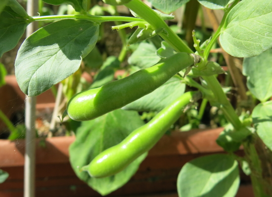 BroadBeans